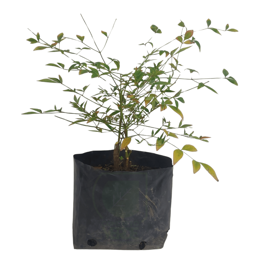 Nandina