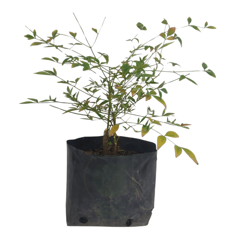 Nandina