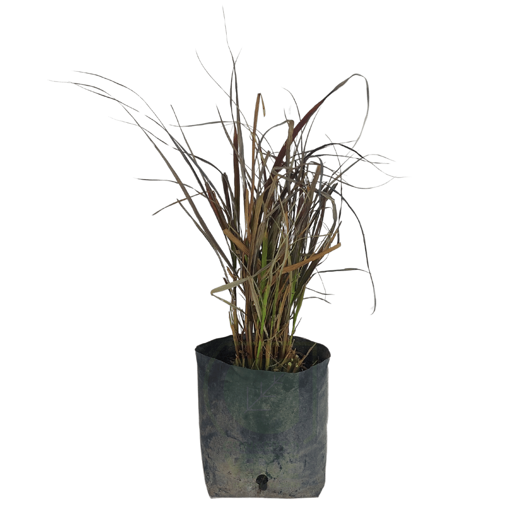 Pennisetum Rojo