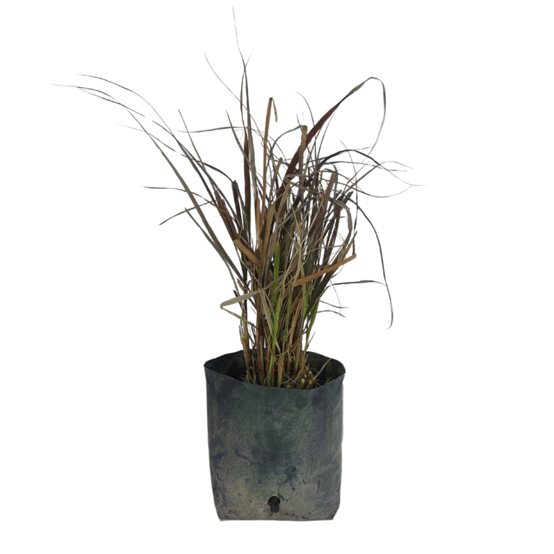 Pennisetum Rojo