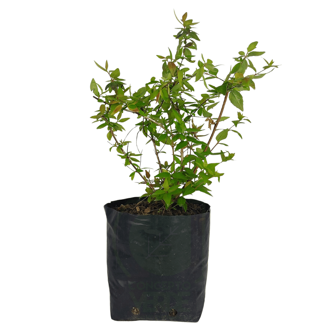 Abelia Dorada