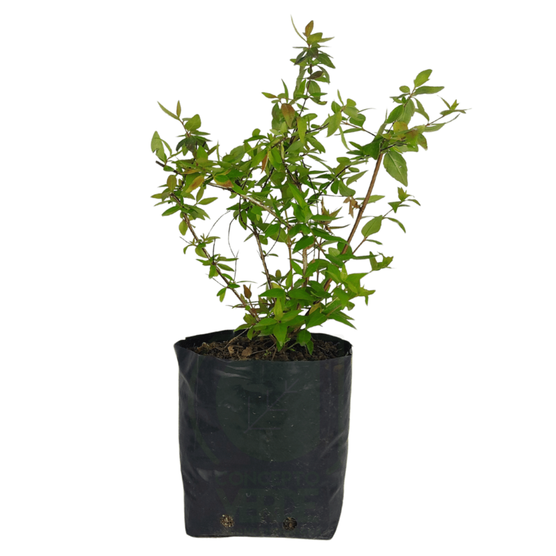 Abelia Dorada
