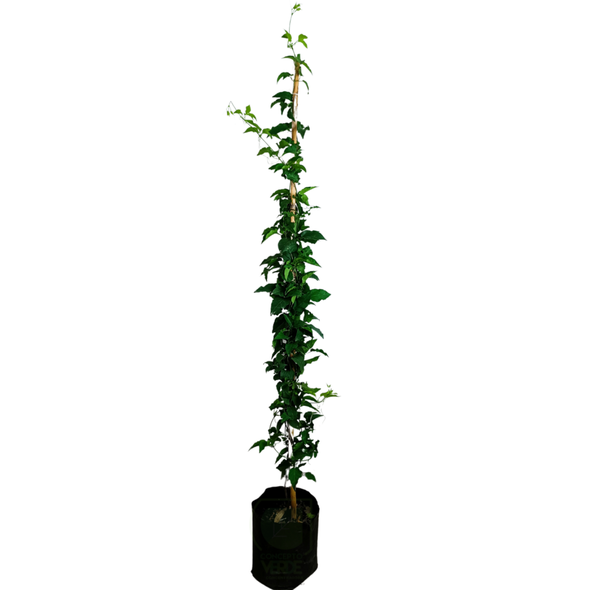 Trompetilla Sangre o Sangrienta