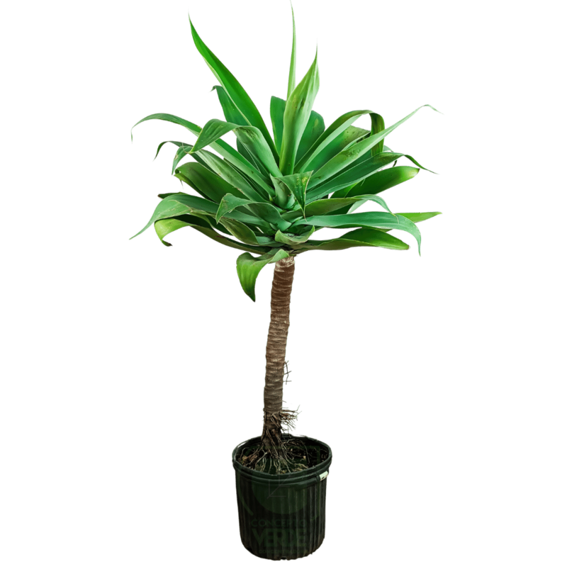 Agave Attenuata #5