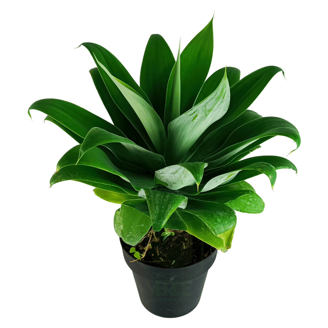 Agave Attenuata #3