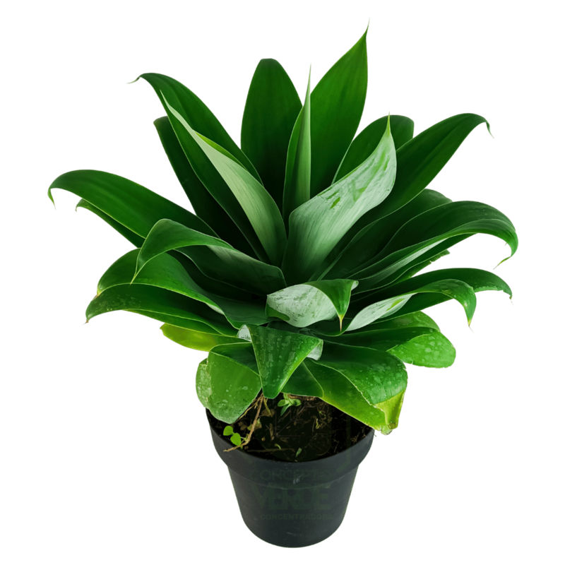 Agave Attenuata #3