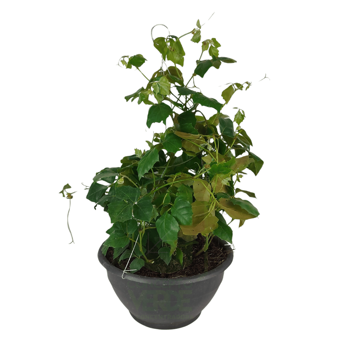 Cissus Rhombifolia