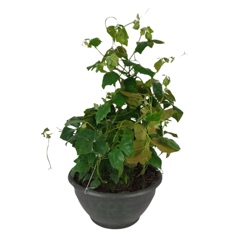 Cissus Rhombifolia