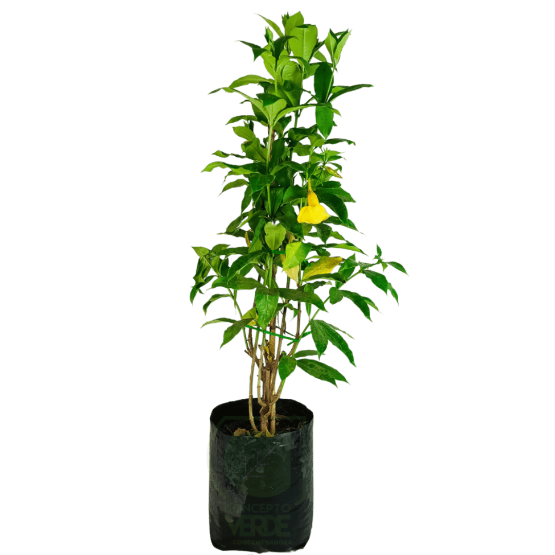 Alamanda, Copa de Oro