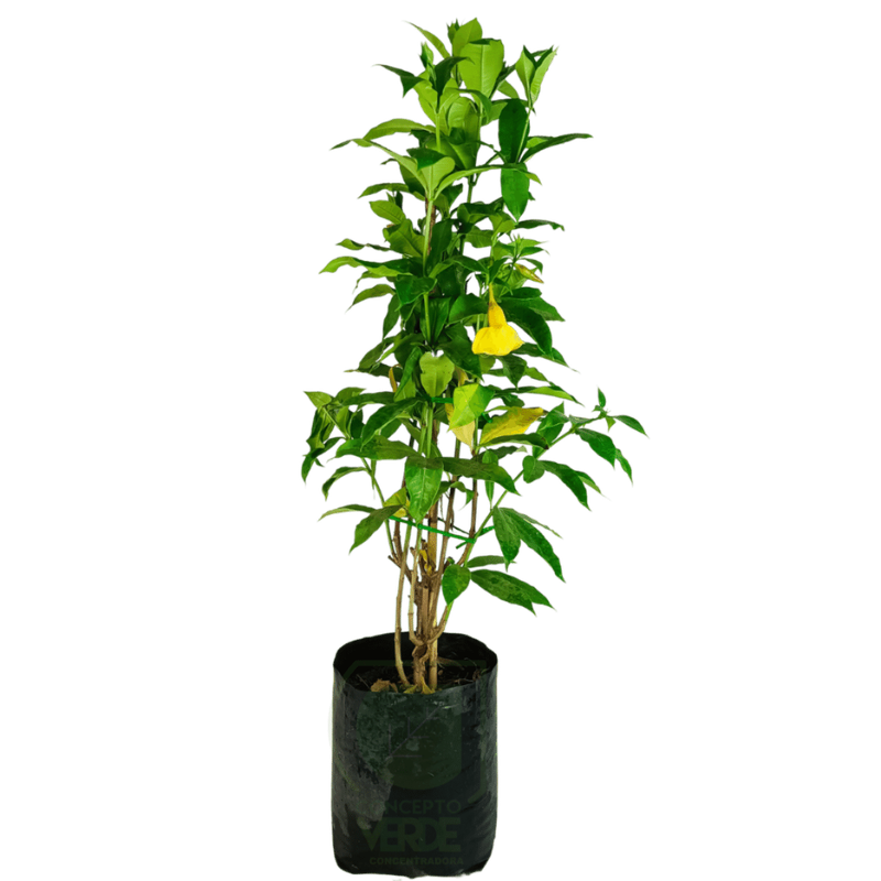 Alamanda, Copa de Oro