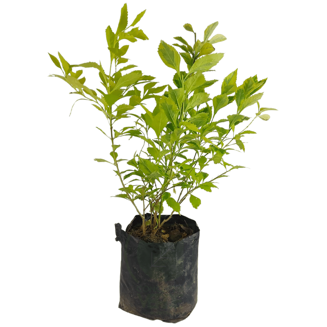 Duranta Gold #3