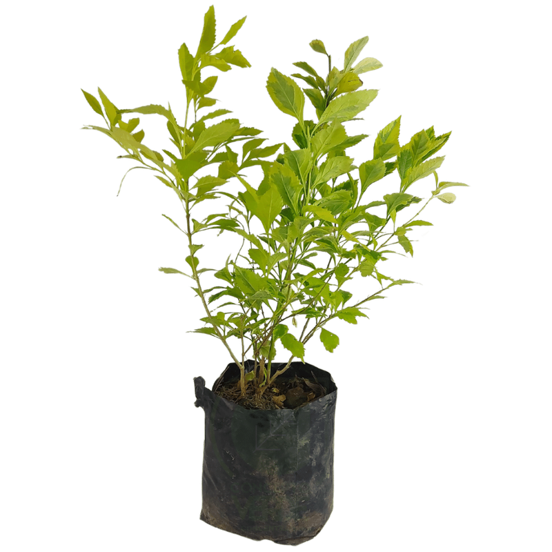 Duranta Gold #3