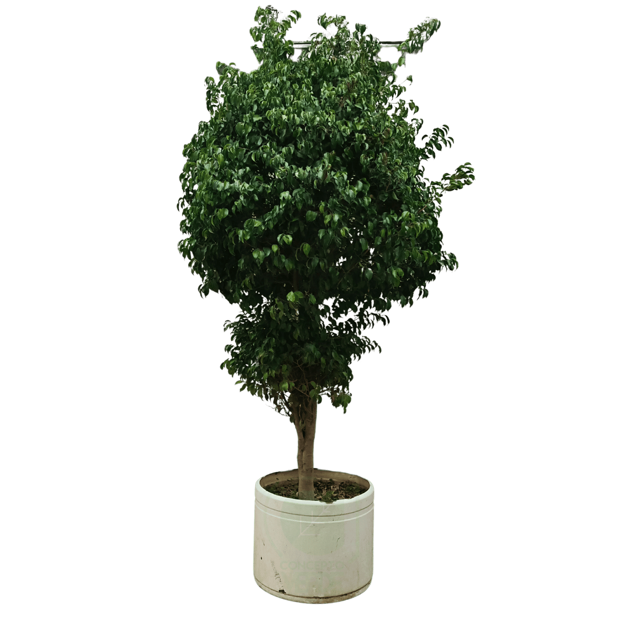 Ficus Benjamina #6