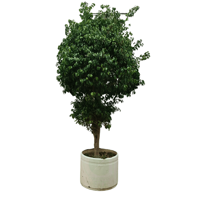 Ficus Benjamina #6