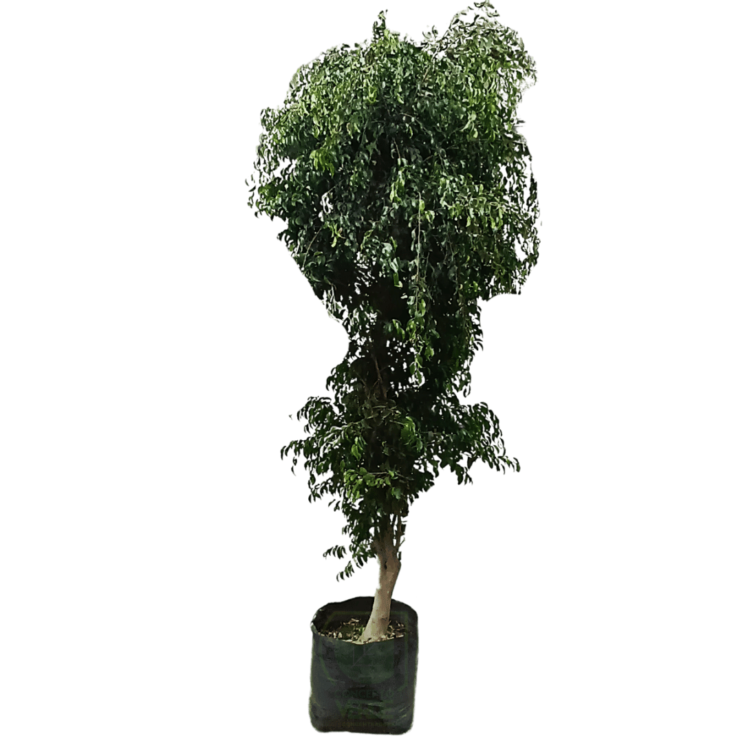 Ficus Benjamina #5