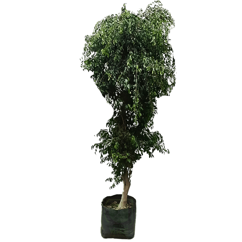 Ficus Benjamina #5