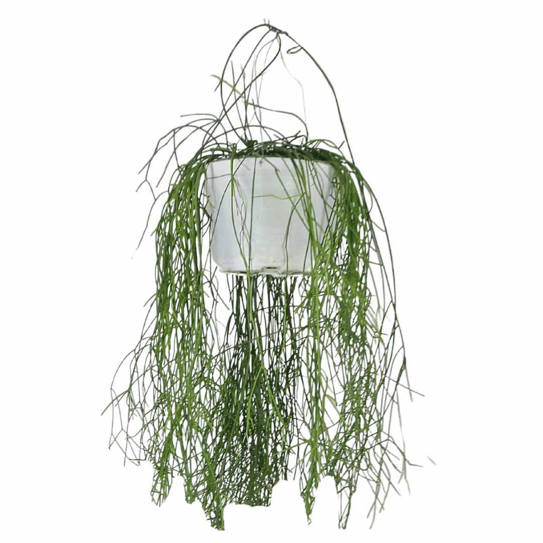 Rhipsalis B