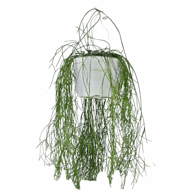 Rhipsalis B