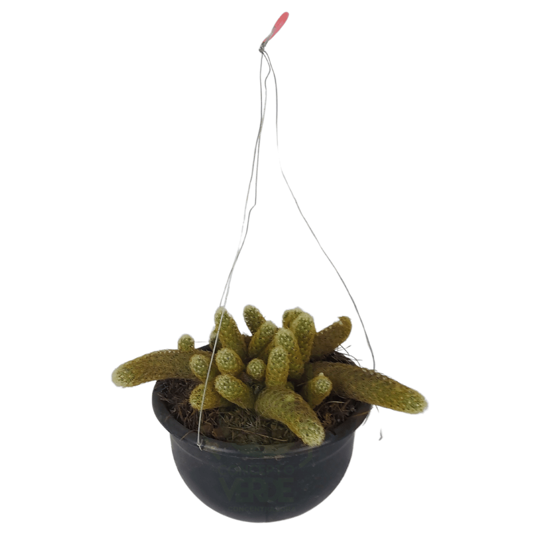 Cacahuate Amarillo