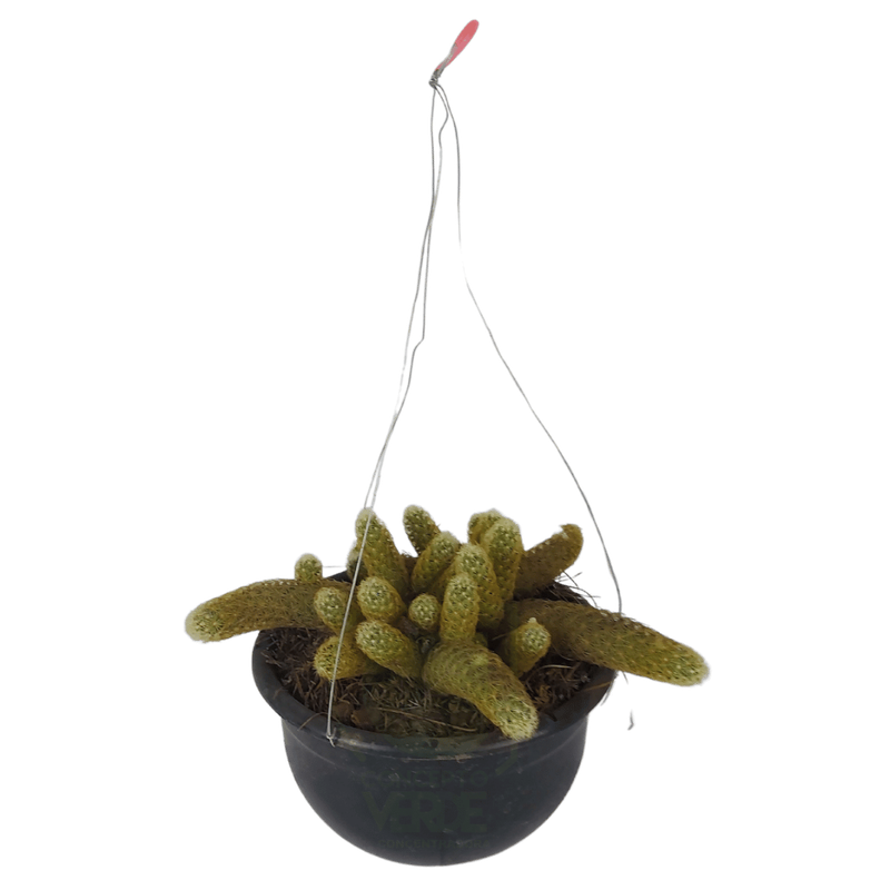 Cacahuate Amarillo