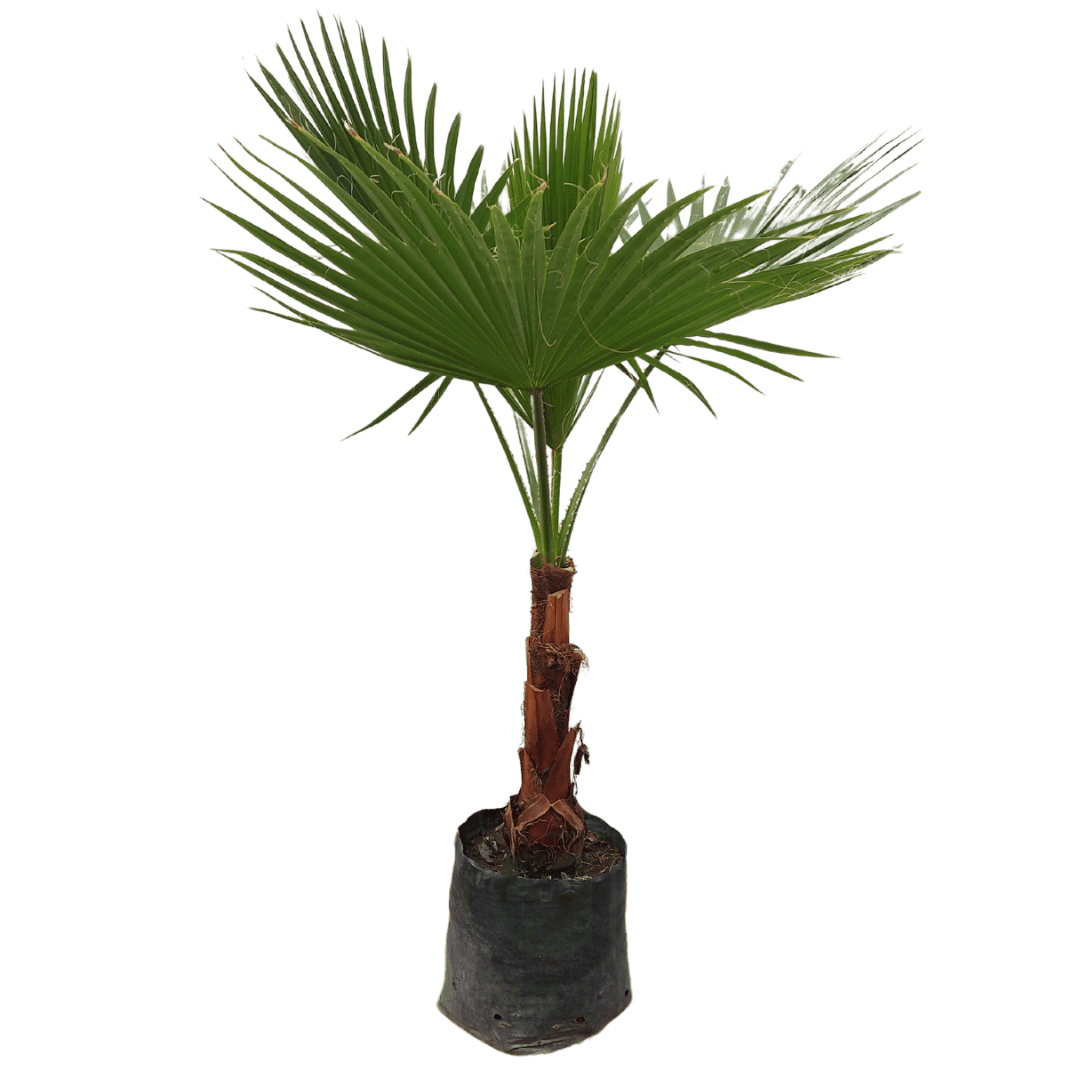 Palma Washingtonia #3