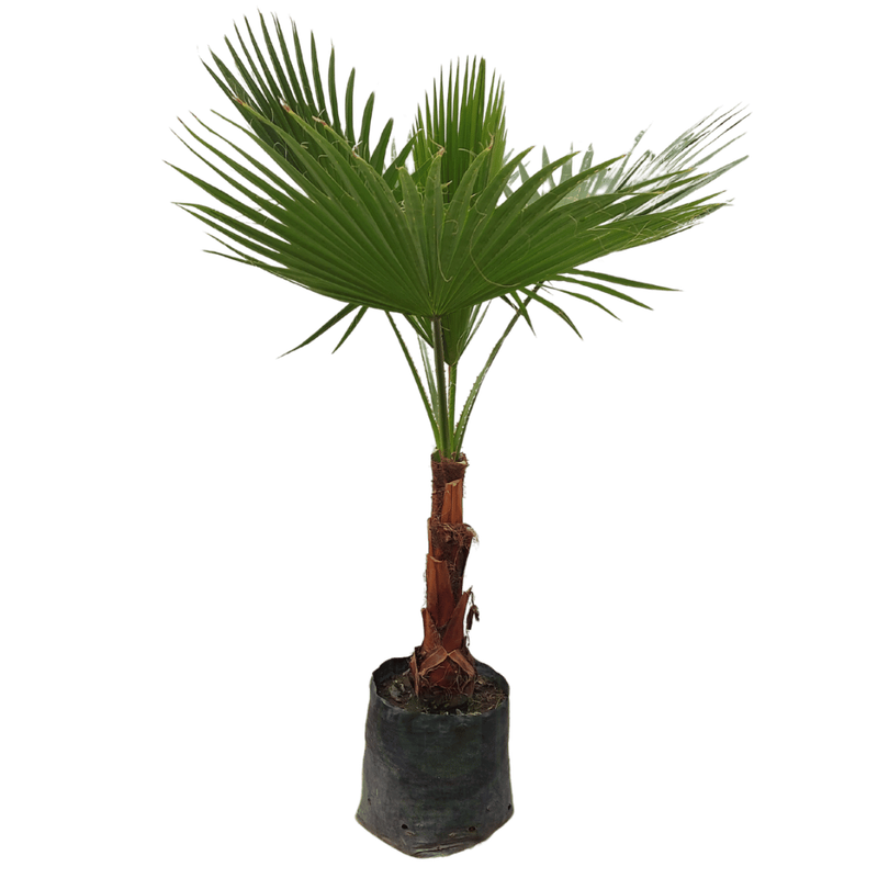 Palma Washingtonia #3
