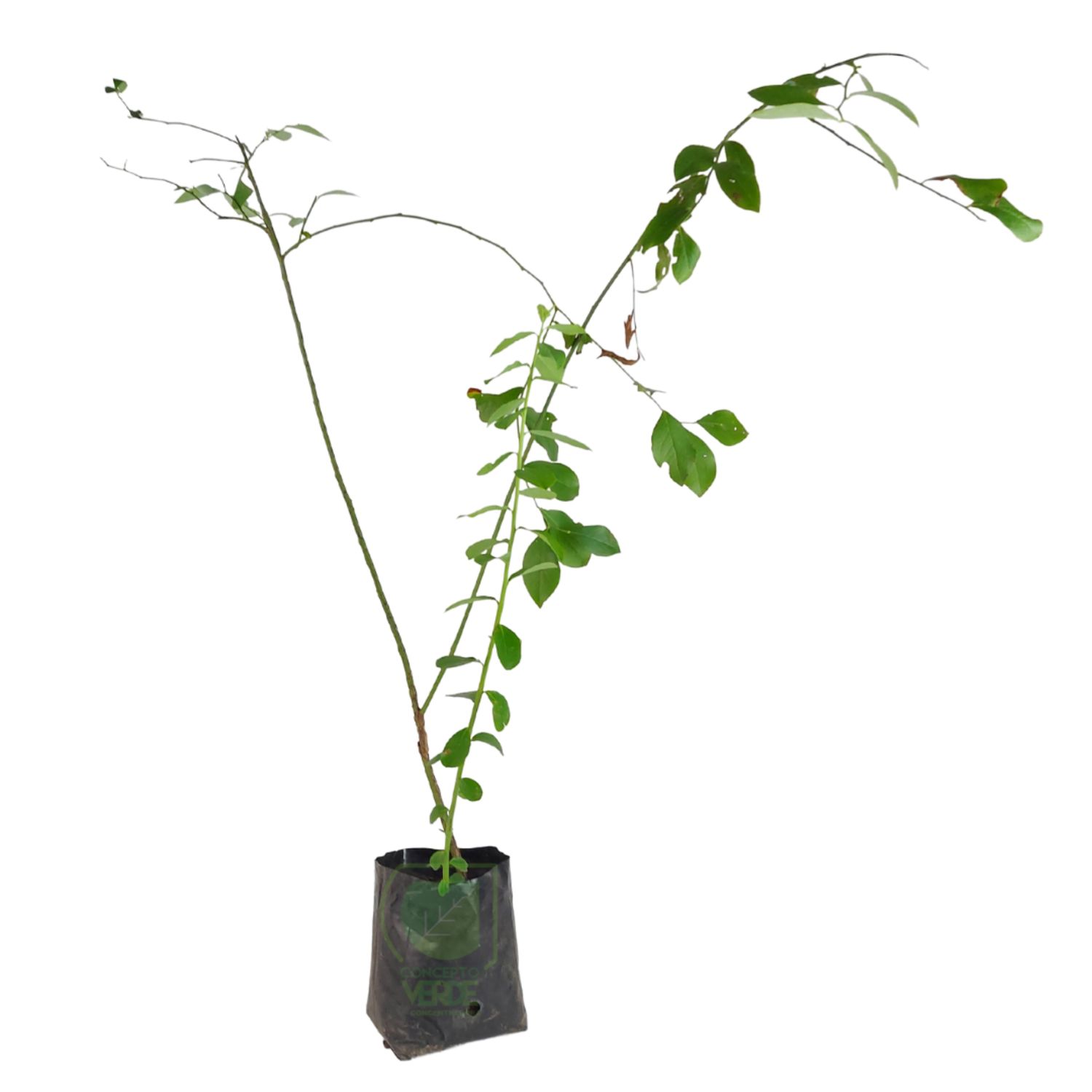 Blueberry 75cm (Ojo De Conejo)