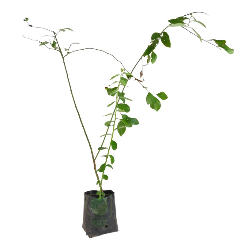 Blueberry 75cm (Ojo De Conejo)