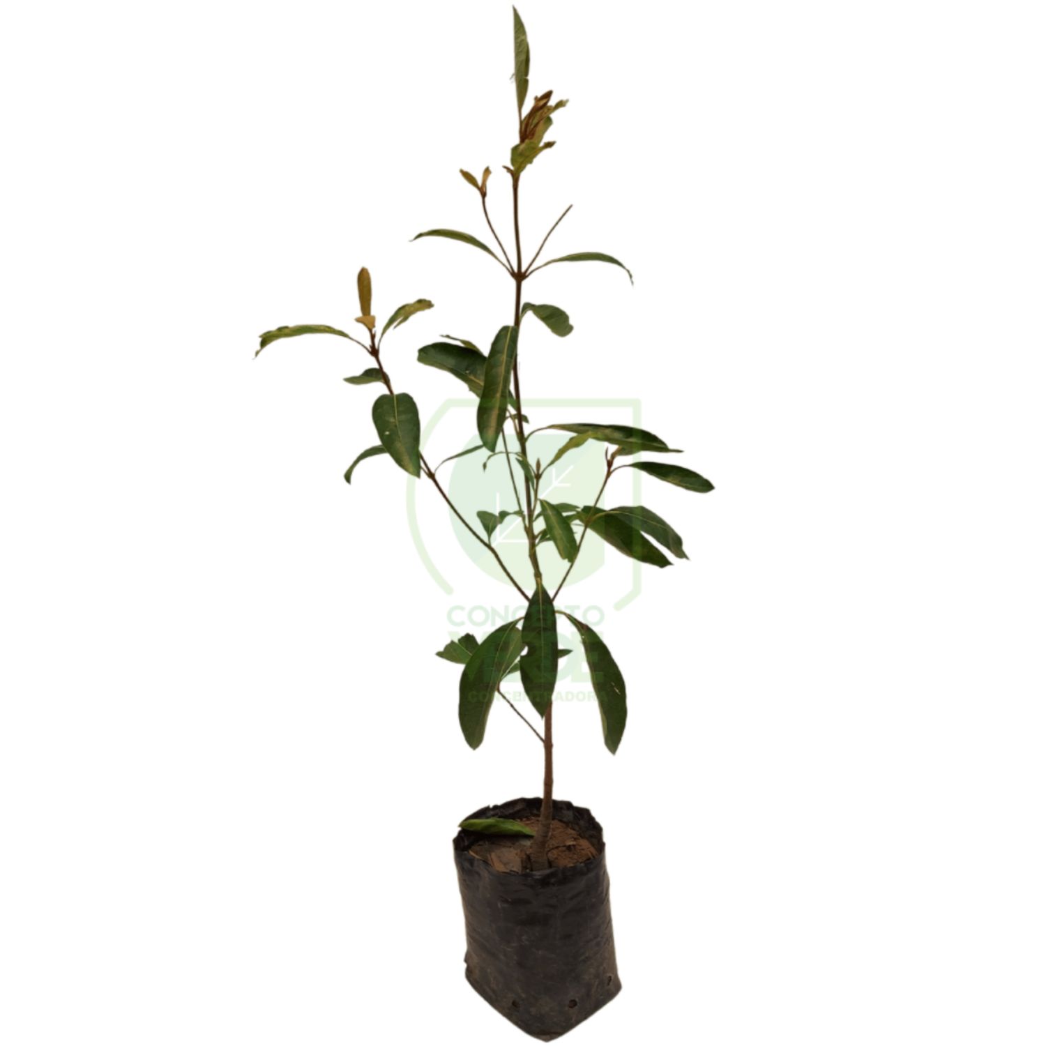Árbol de Nanche #1