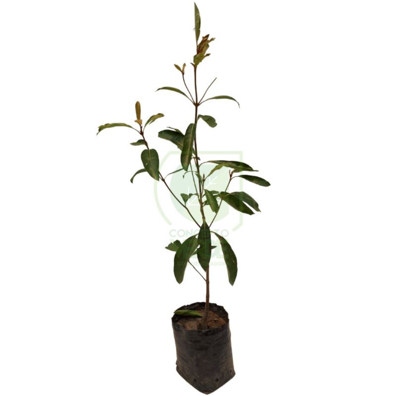 Árbol de Nanche #1