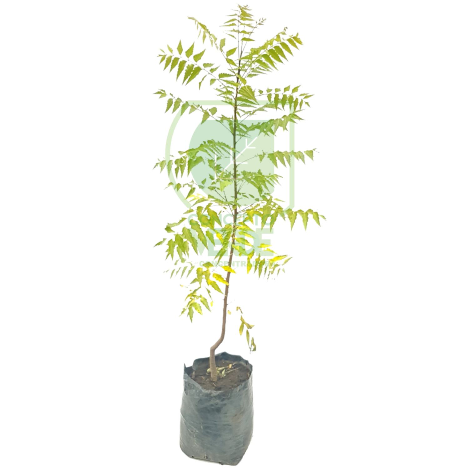 Árbol de Neem #1