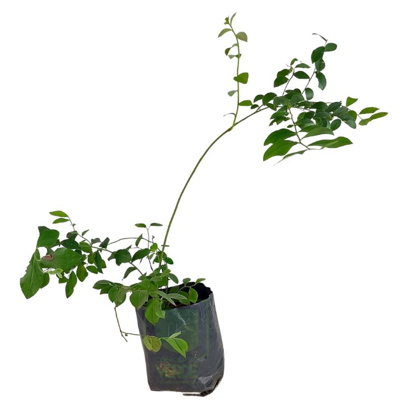 Blueberry 70cm (Biloxi)