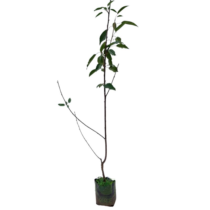Cereza Pastelera (Mediana)