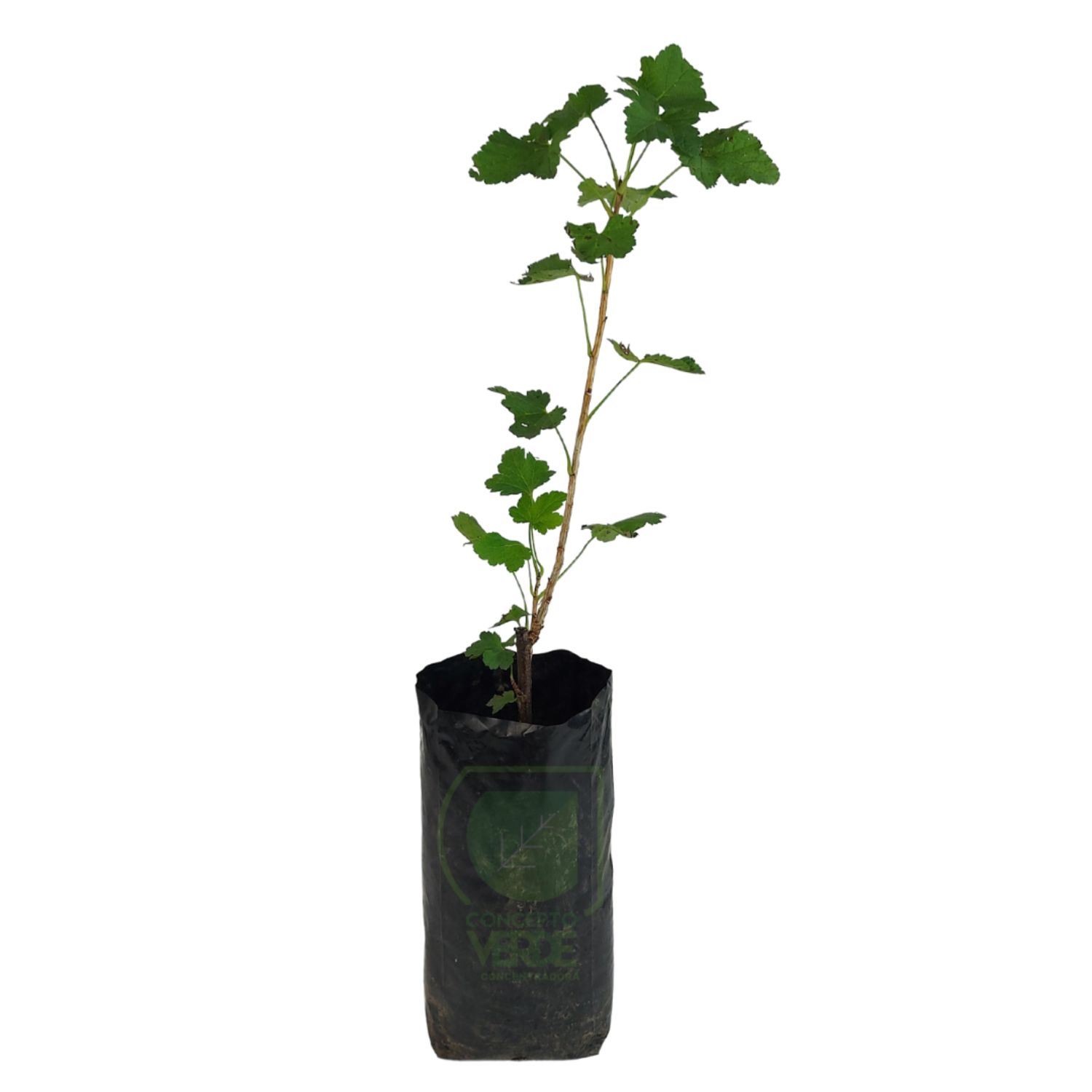 Grosella (35cm)