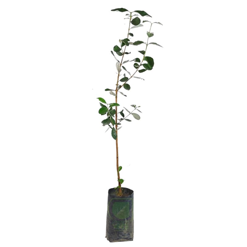 Guayaba Feijoa 95cm