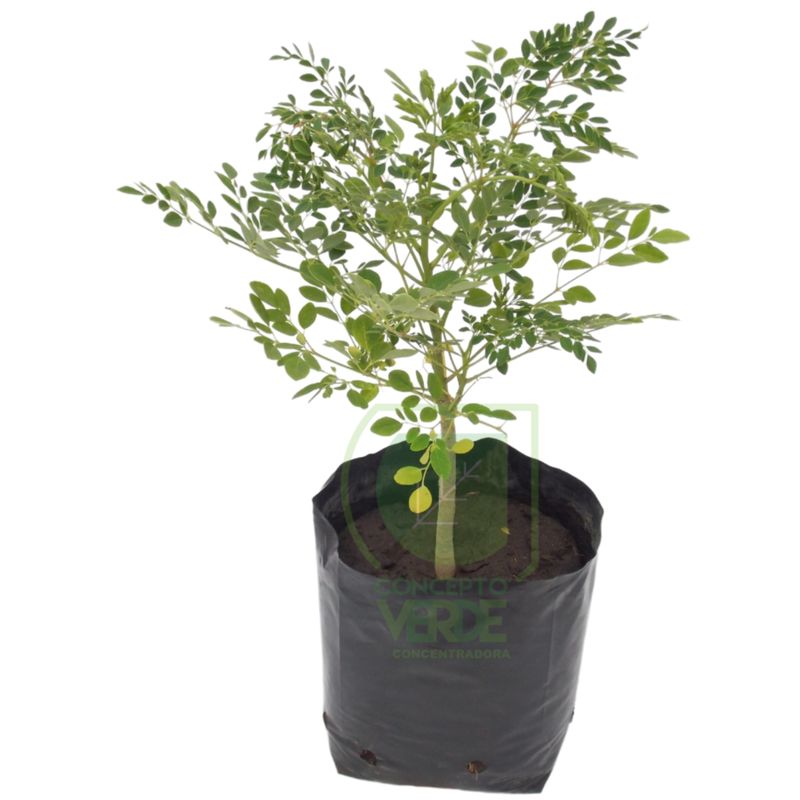 Moringa