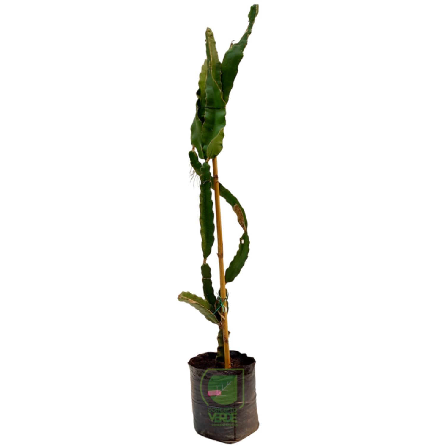 Pitaya