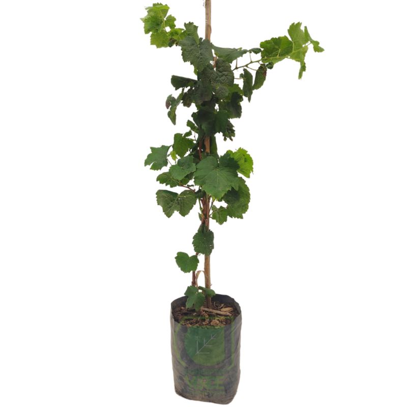 Uva Verde (Con Hueso)