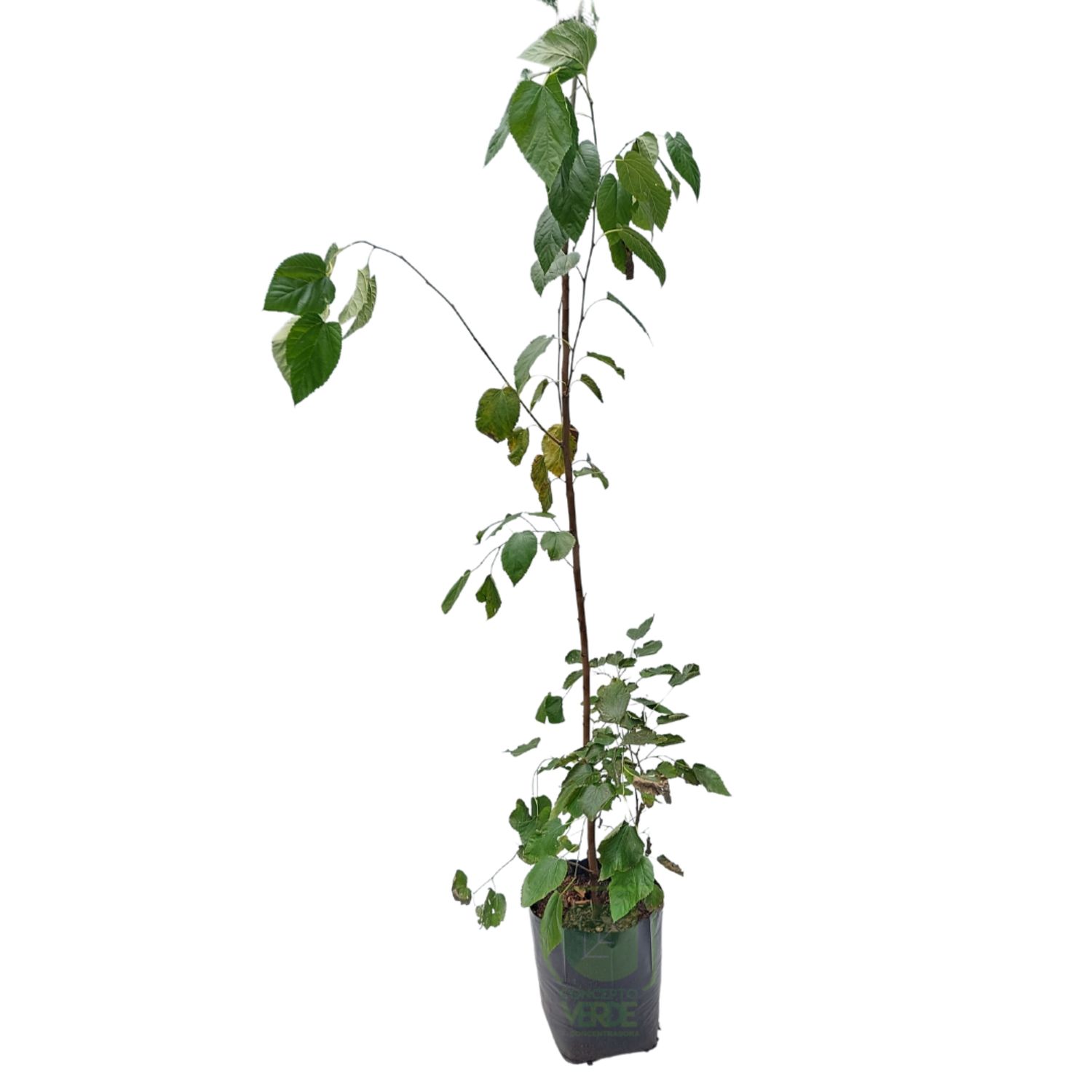 Árbol de Mora