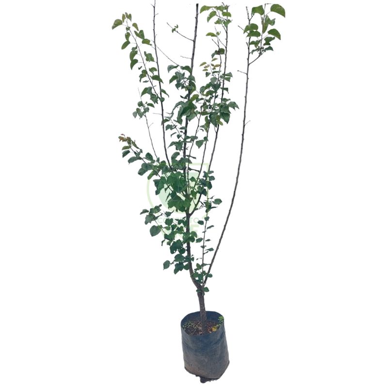 Chabacano Albaricoque (Mediano)