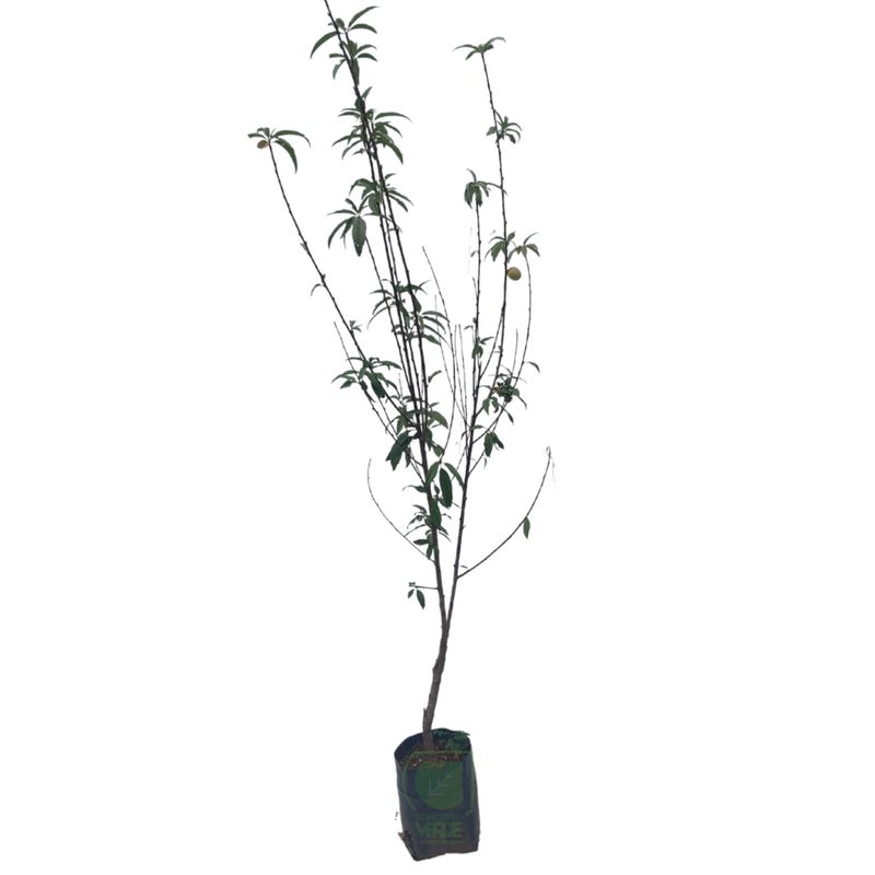 Durazno Diamante (1.8m)
