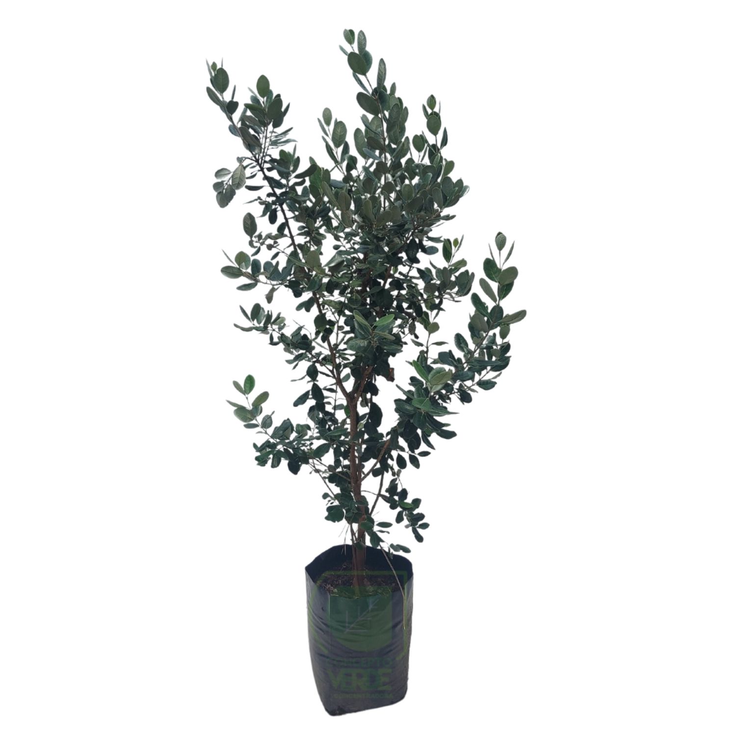 Guayaba Feijoa 1.6m