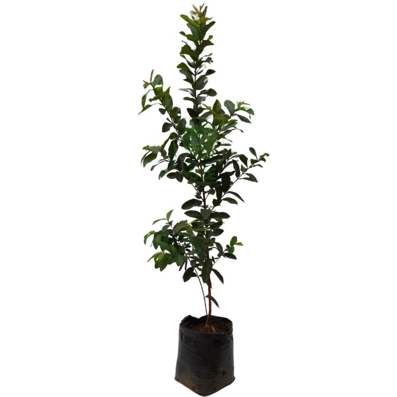 Guayaba Rosa (Grande)