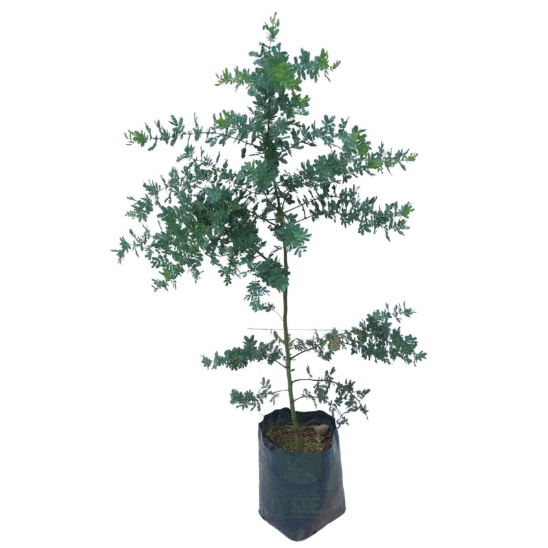 Acacia Gris #1
