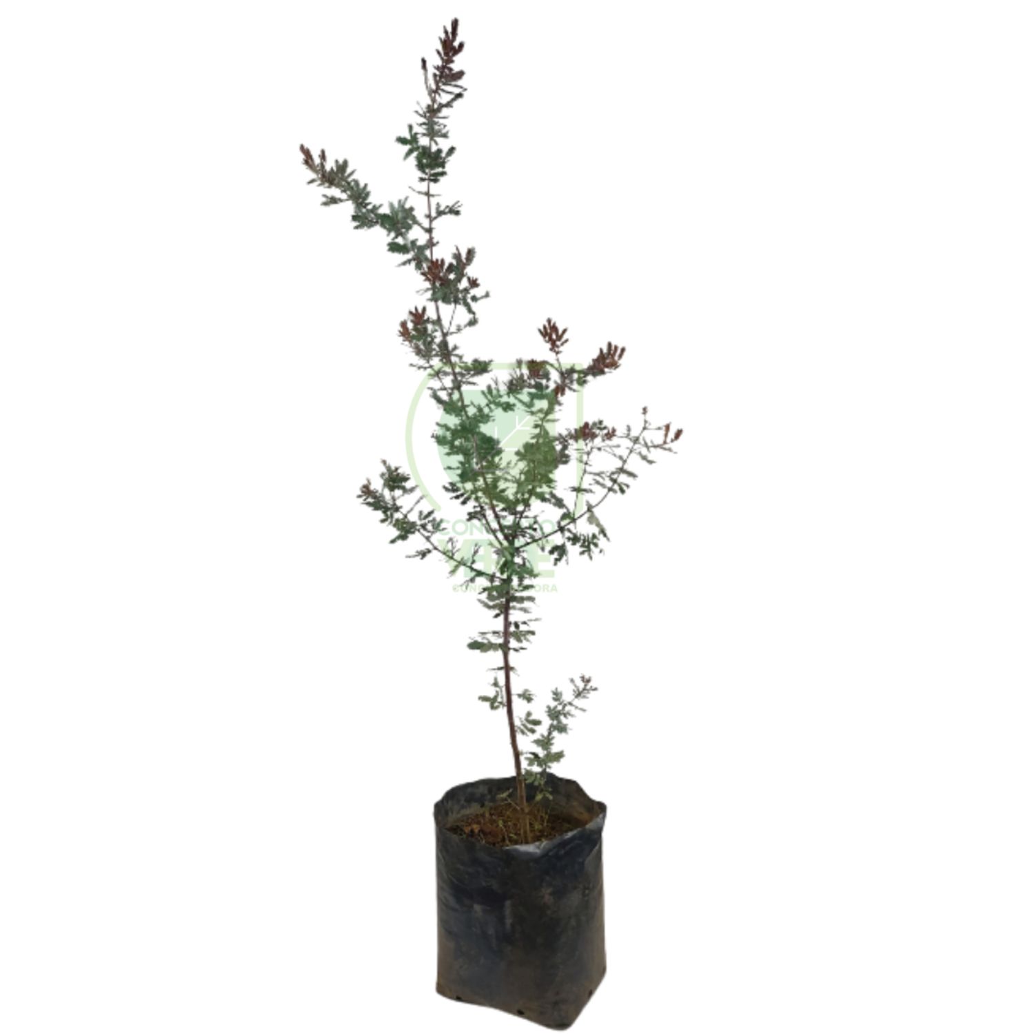 Acacia Morada #1