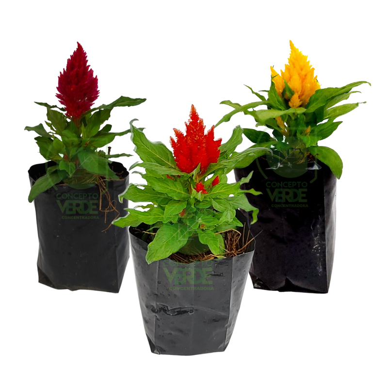Celosia (Caja con 12 Piezas)