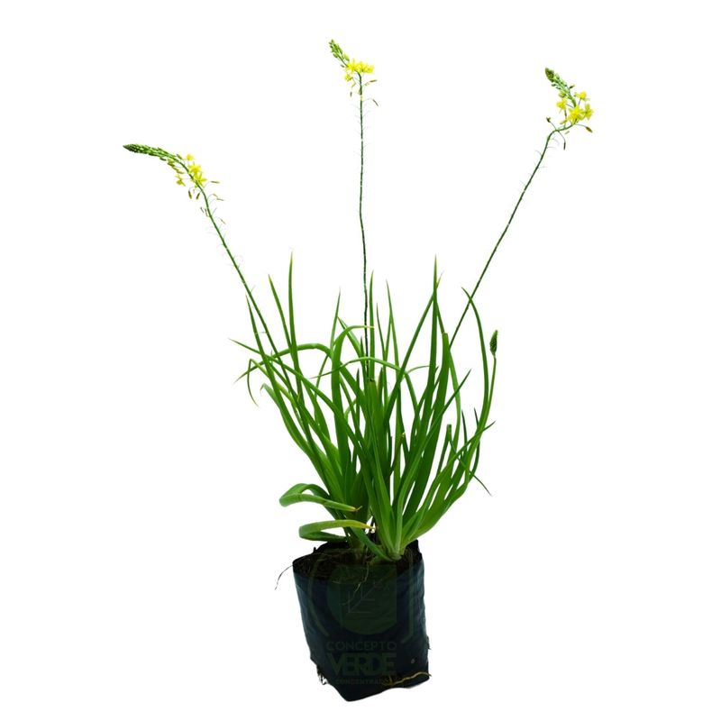 Bulbine, Bulbinella, Flor De Serpiente, Cola De Gato