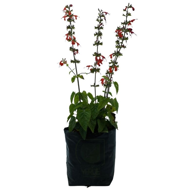 Salvia Coral