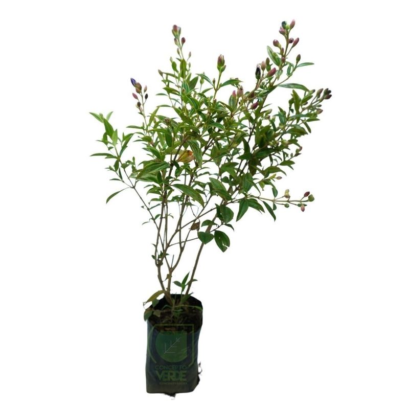 Tibutina Enana #1