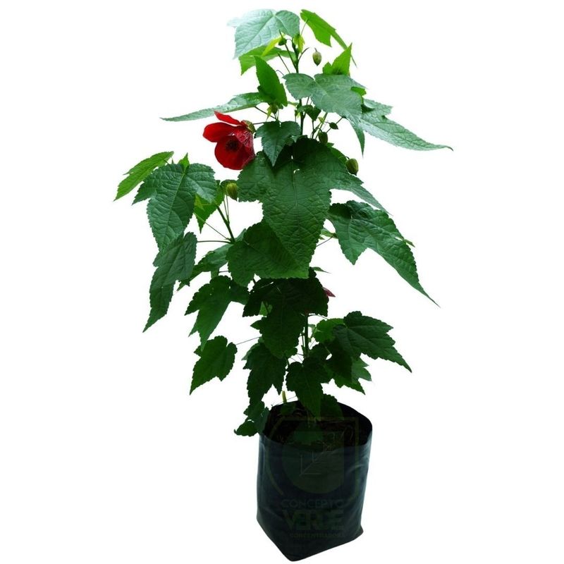 Abutilon